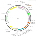 AAV-nEF1a-fDIO-EGFP AAV Vector – Norepinephrine sensor – Constitutive – nEF1a promoter – EGFP reporter – for Norepinephrine imaging – BHV12400241