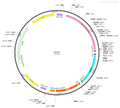AAV-EF1α-DIO-BFP AAV Vector – Fluorescent reporter – Cre-dependent – EF1α promoter – BFP reporter – for Cell labeling / tracing – BHV12400242