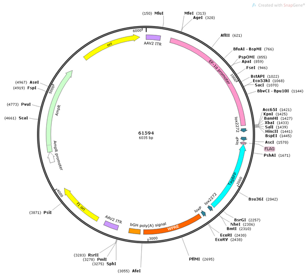 AAV-EF1α-DIO-BFP AAV Vector – Fluorescent reporter – Cre-dependent – EF1α promoter – BFP reporter – for Cell labeling / tracing – BHV12400242