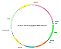 AAV-EF1α-DIO-EGFP AAV Vector – Fluorescent reporter – Cre-dependent – EF1α promoter – EGFP reporter – for Cell labeling / tracing – BHV12400245