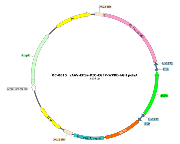 AAV-EF1α-DIO-EGFP AAV Vector – Fluorescent reporter – Cre-dependent – EF1α promoter – EGFP reporter – for Cell labeling / tracing – BHV12400245