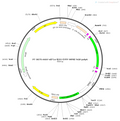 AAV-nEF1a-fDIO-EYFP AAV Vector – Norepinephrine sensor – Constitutive – nEF1a promoter – EYFP reporter – for Norepinephrine imaging – BHV12400246