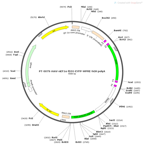 AAV-nEF1a-fDIO-EYFP AAV Vector – Norepinephrine sensor – Constitutive – nEF1a promoter – EYFP reporter – for Norepinephrine imaging – BHV12400246
