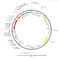 AAV-nEF1a-fDIO-mCherry AAV Vector – Norepinephrine sensor – Constitutive – nEF1a promoter – mCherry reporter – for Norepinephrine imaging – BHV12400247