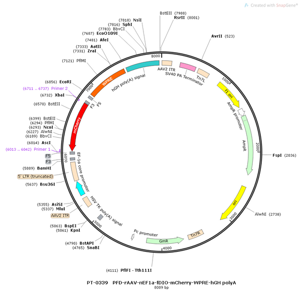 AAV-nEF1a-fDIO-mCherry AAV Vector – Norepinephrine sensor – Constitutive – nEF1a promoter – mCherry reporter – for Norepinephrine imaging – BHV12400247