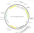 AAV-nEF1a-EYFP AAV Vector – Norepinephrine sensor – Constitutive – nEF1a promoter – EYFP reporter – for Norepinephrine imaging – BHV12400248