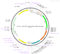 AAV-nEF1a-3XFlag-EGFP AAV Vector – Norepinephrine sensor – Constitutive – nEF1a promoter – EGFP reporter – for Norepinephrine imaging – BHV12400249