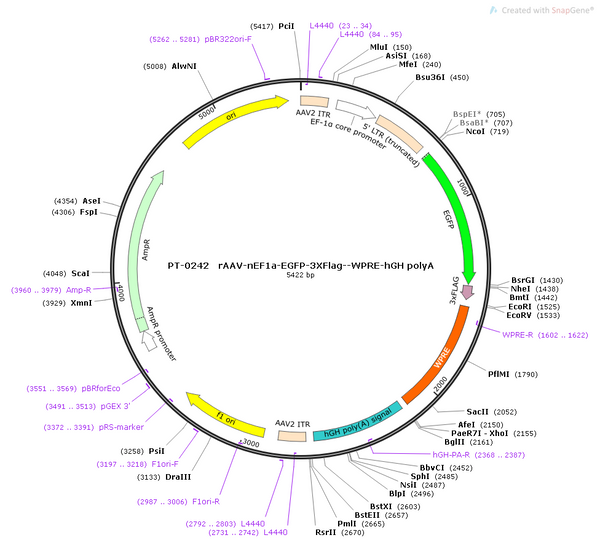AAV-nEF1a-3XFlag-EGFP AAV Vector – Norepinephrine sensor – Constitutive – nEF1a promoter – EGFP reporter – for Norepinephrine imaging – BHV12400249
