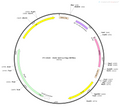 AAV-nEF1a-Flag AAV Vector – Norepinephrine sensor – Constitutive – nEF1a promoter – for Norepinephrine imaging – BHV12400251