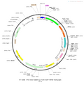 AAV-miniEF1a-EGFP AAV Vector – Fluorescent reporter – Constitutive – miniEF1a promoter – EGFP reporter – for Cell labeling / tracing – BHV12400252