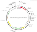 AAV-miniEF1a-mCherry AAV Vector – Fluorescent reporter – Constitutive – miniEF1a promoter – mCherry reporter – for Cell labeling / tracing – BHV12400253