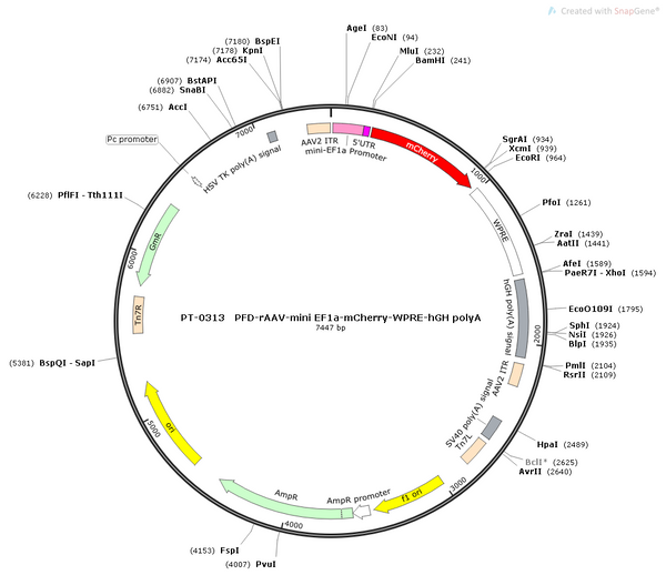AAV-miniEF1a-mCherry AAV Vector – Fluorescent reporter – Constitutive – miniEF1a promoter – mCherry reporter – for Cell labeling / tracing – BHV12400253