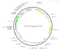 AAV-CBh-EGFP AAV Vector – Fluorescent reporter – Constitutive – CBh promoter – EGFP reporter – for Cell labeling / tracing – BHV12400256