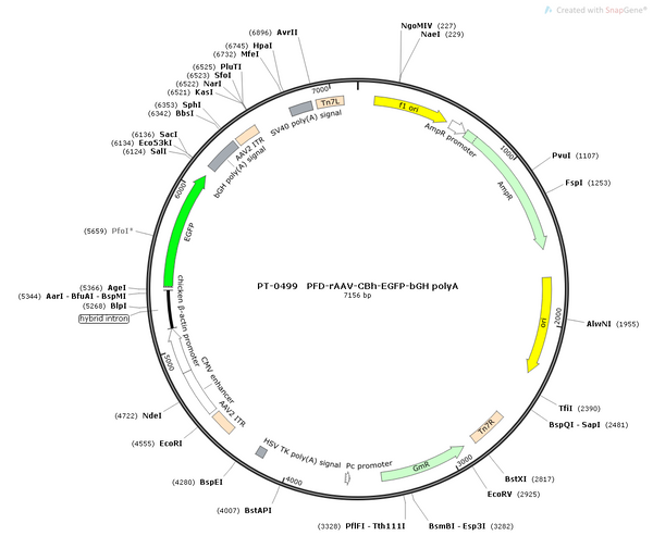 AAV-CBh-EGFP AAV Vector – Fluorescent reporter – Constitutive – CBh promoter – EGFP reporter – for Cell labeling / tracing – BHV12400256