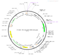 AAV-CAG-EGFP AAV Vector – Fluorescent reporter – Constitutive – CAG promoter – EGFP reporter – for Cell labeling / tracing – BHV12400258