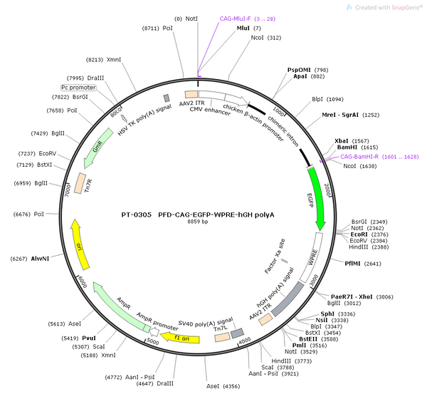 AAV-CAG-EGFP AAV Vector – Fluorescent reporter – Constitutive – CAG promoter – EGFP reporter – for Cell labeling / tracing – BHV12400258