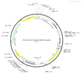 AAV-CAG-EYFP AAV Vector – Fluorescent reporter – Constitutive – CAG promoter – EYFP reporter – for Cell labeling / tracing – BHV12400259