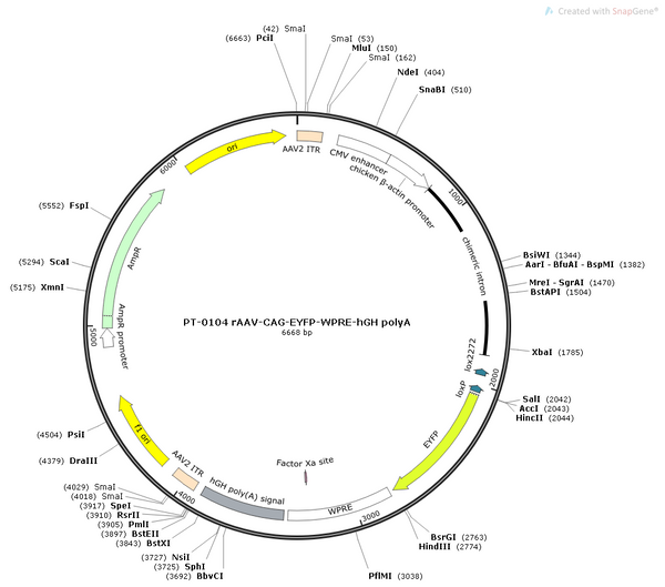 AAV-CAG-EYFP AAV Vector – Fluorescent reporter – Constitutive – CAG promoter – EYFP reporter – for Cell labeling / tracing – BHV12400259