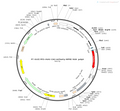 AAV-CAG-mCherry AAV Vector – Fluorescent reporter – Constitutive – CAG promoter – mCherry reporter – for Cell labeling / tracing – BHV12400260