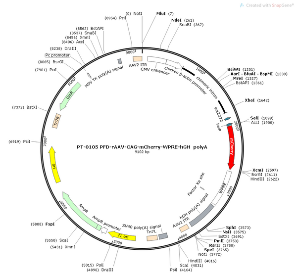 AAV-CAG-mCherry AAV Vector – Fluorescent reporter – Constitutive – CAG promoter – mCherry reporter – for Cell labeling / tracing – BHV12400260