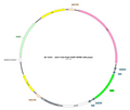 AAV-CAG-DIO-EGFP AAV Vector – Fluorescent reporter – Cre-dependent – CAG promoter – EGFP reporter – for Cell labeling / tracing – BHV12400261