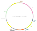 AAV-CAG-DIO-EYFP AAV Vector – Fluorescent reporter – Cre-dependent – CAG promoter – EYFP reporter – for Cell labeling / tracing – BHV12400263