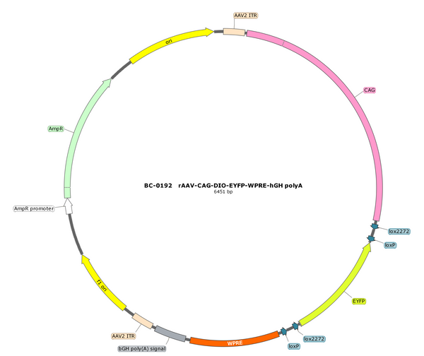 AAV-CAG-DIO-EYFP AAV Vector – Fluorescent reporter – Cre-dependent – CAG promoter – EYFP reporter – for Cell labeling / tracing – BHV12400263