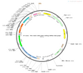 AAV-CMV-EGFP-3xFLAG AAV Vector – Fluorescent reporter – Constitutive – CMV promoter – EGFP reporter – for Cell labeling / tracing – BHV12400269
