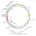 AAV-CMV-mCherry-3xFLAG AAV Vector – Fluorescent reporter – Constitutive – CMV promoter – mCherry reporter – for Cell labeling / tracing – BHV12400270