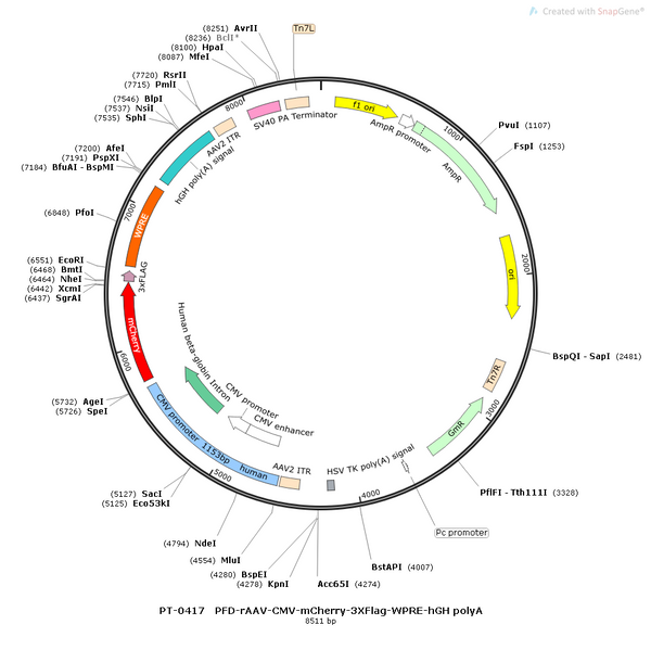 AAV-CMV-mCherry-3xFLAG AAV Vector – Fluorescent reporter – Constitutive – CMV promoter – mCherry reporter – for Cell labeling / tracing – BHV12400270