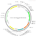 AAV-CMV-DIO-EGFP AAV Vector – Fluorescent reporter – Cre-dependent – CMV promoter – EGFP reporter – for Cell labeling / tracing – BHV12400271