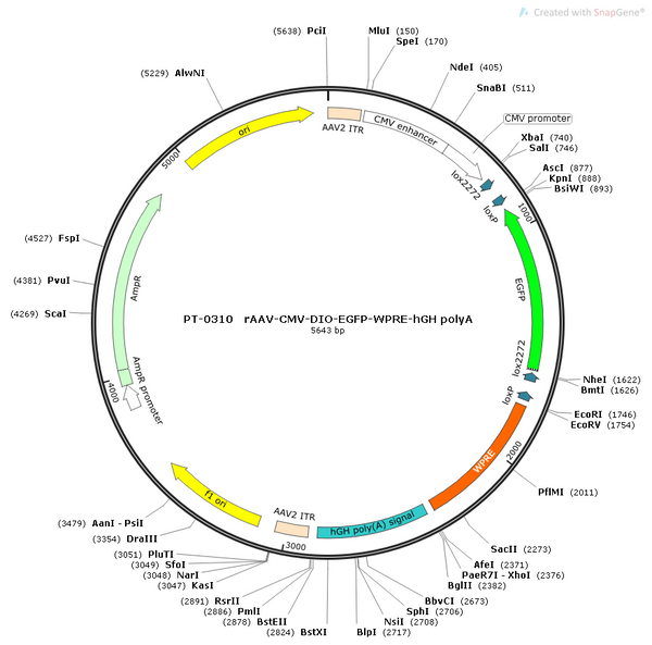 AAV-CMV-DIO-EGFP AAV Vector – Fluorescent reporter – Cre-dependent – CMV promoter – EGFP reporter – for Cell labeling / tracing – BHV12400271