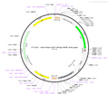 AAV-hSyn-EGFP-3xFLAG AAV Vector – Fluorescent reporter – Constitutive – hSyn promoter – EGFP reporter – for Cell labeling / tracing – BHV12400273