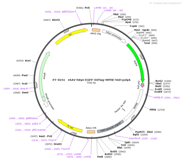 AAV-hSyn-EGFP-3xFLAG AAV Vector – Fluorescent reporter – Constitutive – hSyn promoter – EGFP reporter – for Cell labeling / tracing – BHV12400273