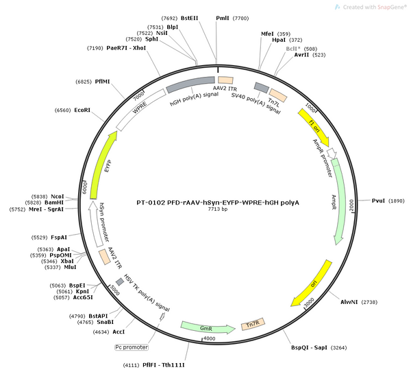 AAV-hSyn-EYFP AAV Vector – Fluorescent reporter – Constitutive – hSyn promoter – EYFP reporter – for Cell labeling / tracing – BHV12400274