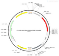 AAV-hSyn-mCherry AAV Vector – Fluorescent reporter – Constitutive – hSyn promoter – mCherry reporter – for Cell labeling / tracing – BHV12400275