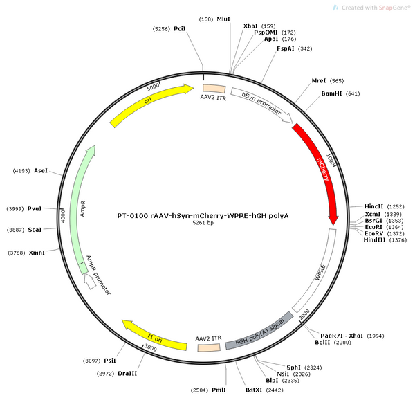 AAV-hSyn-mCherry AAV Vector – Fluorescent reporter – Constitutive – hSyn promoter – mCherry reporter – for Cell labeling / tracing – BHV12400275