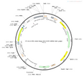AAV-hSyn-DIO-EYFP AAV Vector – Fluorescent reporter – Cre-dependent – hSyn promoter – EYFP reporter – for Cell labeling / tracing – BHV12400276