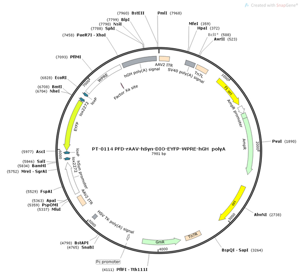AAV-hSyn-DIO-EYFP AAV Vector – Fluorescent reporter – Cre-dependent – hSyn promoter – EYFP reporter – for Cell labeling / tracing – BHV12400276