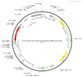 AAV-hSyn-DIO-mCherry AAV Vector – Fluorescent reporter – Cre-dependent – hSyn promoter – mCherry reporter – for Cell labeling / tracing – BHV12400277