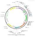 AAV-hSyn-Con/Fon-Con/Fon-EYFP AAV Vector – Fluorescent reporter – Intersectional (Cre & Flp) – hSyn promoter – EYFP reporter – for Cell labeling / tracing – BHV12400280