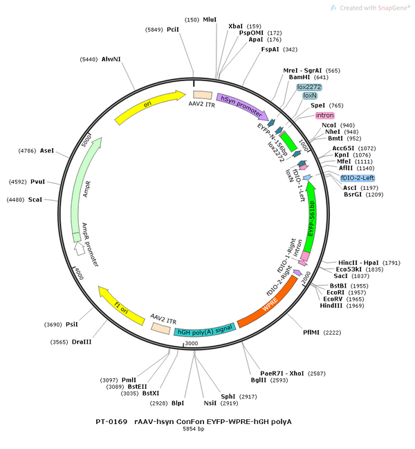 AAV-hSyn-Con/Fon-Con/Fon-EYFP AAV Vector – Fluorescent reporter – Intersectional (Cre & Flp) – hSyn promoter – EYFP reporter – for Cell labeling / tracing – BHV12400280
