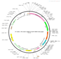 AAV-CAMKIIa-EGFP AAV Vector – Fluorescent reporter – Constitutive – CAMKIIa promoter – EGFP reporter – for Cell labeling / tracing – BHV12400283