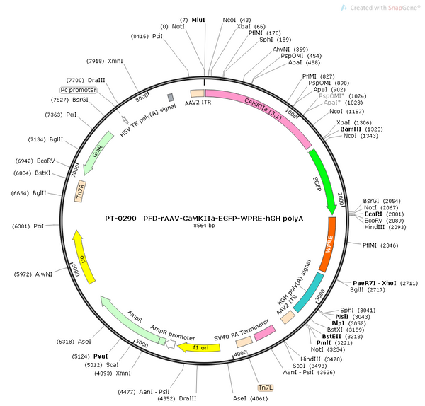 AAV-CAMKIIa-EGFP AAV Vector – Fluorescent reporter – Constitutive – CAMKIIa promoter – EGFP reporter – for Cell labeling / tracing – BHV12400283