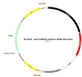 AAV-CaMKIIa-mCherry AAV Vector – Fluorescent reporter – Constitutive – CaMKIIa promoter – mCherry reporter – for Cell labeling / tracing – BHV12400285