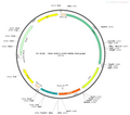 AAV-VGAT1-EYFP AAV Vector – Fluorescent reporter – Constitutive – VGAT1 promoter – EYFP reporter – for Cell labeling / tracing – BHV12400288