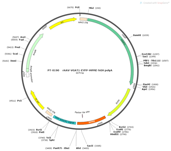 AAV-VGAT1-EYFP AAV Vector – Fluorescent reporter – Constitutive – VGAT1 promoter – EYFP reporter – for Cell labeling / tracing – BHV12400288