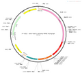 AAV-VGAT1-mCherry AAV Vector – Fluorescent reporter – Constitutive – VGAT1 promoter – mCherry reporter – for Cell labeling / tracing – BHV12400289