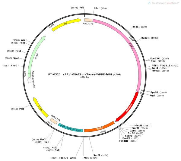 AAV-VGAT1-mCherry AAV Vector – Fluorescent reporter – Constitutive – VGAT1 promoter – mCherry reporter – for Cell labeling / tracing – BHV12400289