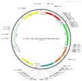 AAV-mDLX-DIO-EGFP AAV Vector – Fluorescent reporter – Cre-dependent – mDLX promoter – EGFP reporter – for Cell labeling / tracing – BHV12400291